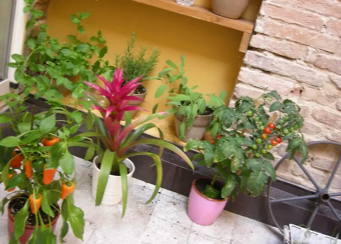 Terrazza Petroni * Болонья